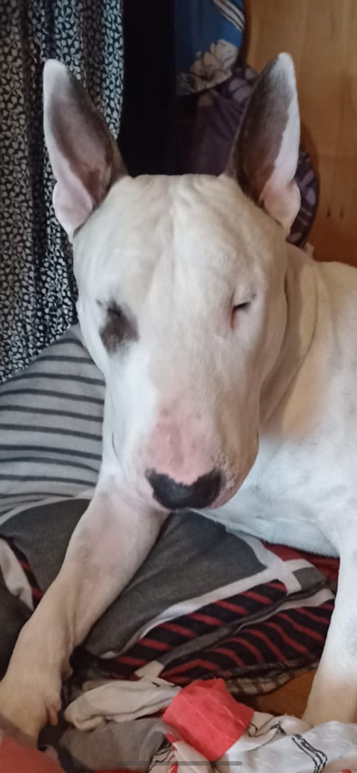 Paweł - ogłoszenie lokatorskie 